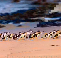 Phillip Island Penguin Parade Entry and Express Shuttle from Melbourne
