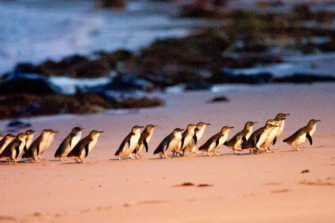 Phillip Island Penguin Parade Entry And Express Shuttle From Melbourne - Port Augusta Accommodation 0