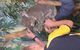Phillip Island Tour From Melbourne - thumb 11