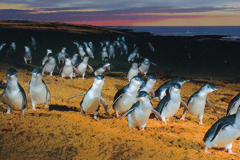 Phillip Island Tour From Melbourne - Port Augusta Accommodation 0