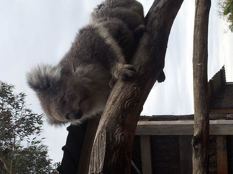 Phillip Island Tour From Melbourne - Port Augusta Accommodation 23