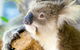 Phillip Island Tour From Melbourne - thumb 1