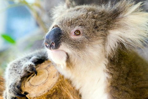 Phillip Island Tour From Melbourne - Port Augusta Accommodation 1