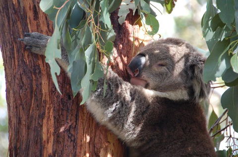 Phillip Island Tour From Melbourne - Port Augusta Accommodation 3
