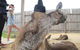 Phillip Island Tour From Melbourne - thumb 10