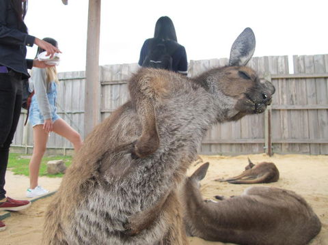 Phillip Island Tour From Melbourne - Port Augusta Accommodation 10