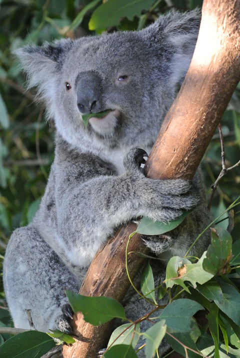 Phillip Island Tour From Melbourne - Port Augusta Accommodation 2