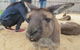Phillip Island Tour From Melbourne - thumb 12