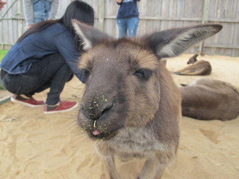 Phillip Island Tour From Melbourne - Port Augusta Accommodation 12