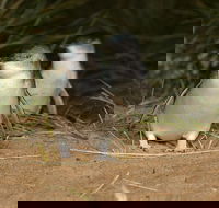 Express Expedition to Phillip Island Penguin Wildlife Encounter Evening Tour