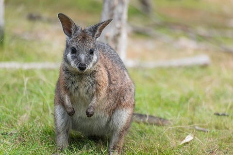 Puffing Billy, Moonlit Sanctuary & Penguins Day Tour - Port Augusta Accommodation 16