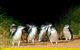 Puffing Billy, Moonlit Sanctuary & Penguins Day Tour - thumb 12
