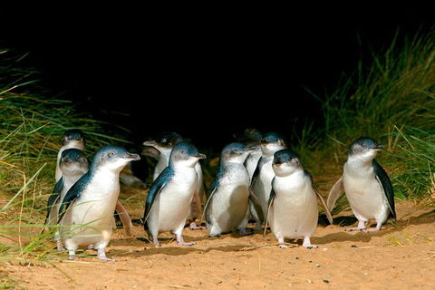 Puffing Billy, Moonlit Sanctuary & Penguins Day Tour - Port Augusta Accommodation 12