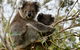 Puffing Billy, Moonlit Sanctuary & Penguins Day Tour - thumb 8