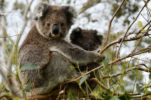 Puffing Billy, Moonlit Sanctuary & Penguins Day Tour - Port Augusta Accommodation 8