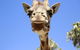 Melbourne Zoo General Entry Ticket - thumb 1