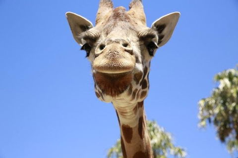 Melbourne Zoo General Entry Ticket - Port Augusta Accommodation 1