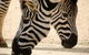 Melbourne Zoo General Entry Ticket - thumb 7