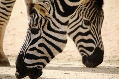 Melbourne Zoo General Entry Ticket - Port Augusta Accommodation 7