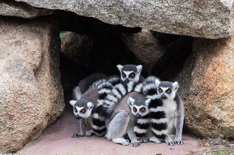 Melbourne Zoo General Entry Ticket - Port Augusta Accommodation 4