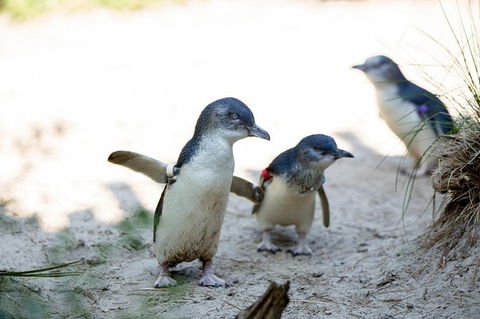 Melbourne Zoo General Entry Ticket - Port Augusta Accommodation 5