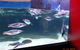SEA LIFE Melbourne Aquarium Admission Ticket - thumb 6