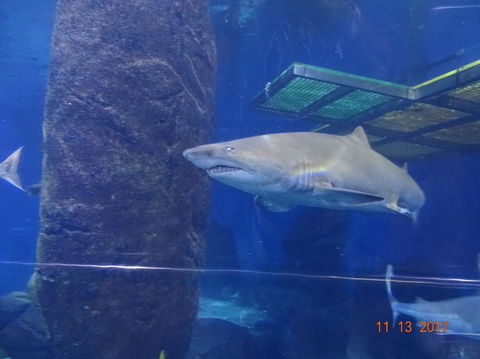 SEA LIFE Melbourne Aquarium Admission Ticket - Port Augusta Accommodation 5