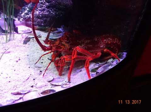 SEA LIFE Melbourne Aquarium Admission Ticket - Port Augusta Accommodation 11