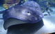 SEA LIFE Melbourne Aquarium Admission Ticket - thumb 9