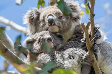 Small-Group Great Ocean Road And 12 Apostles Full-Day Tour From Melbourne - Port Augusta Accommodation 9