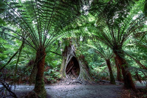 Small-Group Great Ocean Road And 12 Apostles Full-Day Tour From Melbourne - Port Augusta Accommodation 10