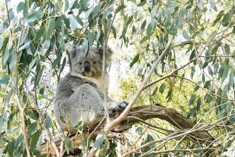 Ultimate Reverse Direction - 12 Apostles, Great Ocean Road - Small Group Tour - Port Augusta Accommodation 7