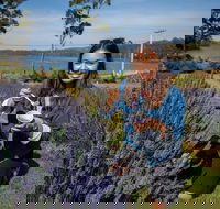 Port Arthur and Lavender Farm Active Day Tour - Port Augusta Accommodation