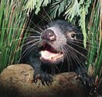 Hobart Shore Excursion Half Day Bonorong Wildlife Park with Richmond Tour - Port Augusta Accommodation