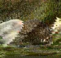 Bruny Island premium private photo-oriented day tour from Hobart - Port Augusta Accommodation