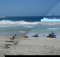 Kangaroo Island in a Day Tour from Adelaide - Port Augusta Accommodation