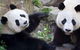 Adelaide Zoo Behind The Scenes Experience: Exclusive Giant Panda Experience - thumb 0