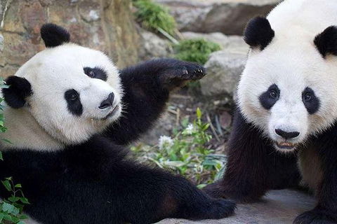 Adelaide Zoo Behind The Scenes Experience: Exclusive Giant Panda Experience - Port Augusta Accommodation 0