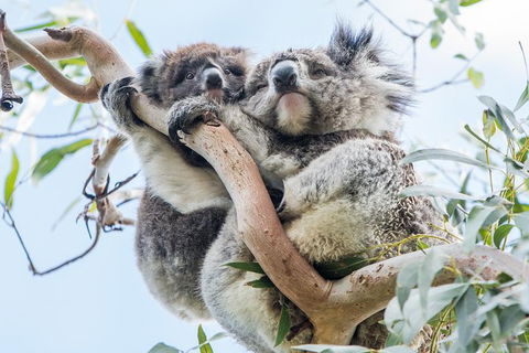 Adelaide To Melbourne 3-Day Trip Through Grampians And Great Ocean Road - Port Augusta Accommodation 9