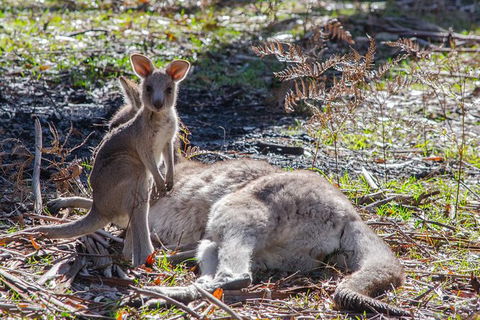Adelaide To Melbourne 3-Day Trip Through Grampians And Great Ocean Road - Port Augusta Accommodation 5