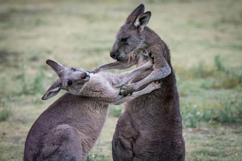 Adelaide To Melbourne 3-Day Trip Through Grampians And Great Ocean Road - Port Augusta Accommodation 10