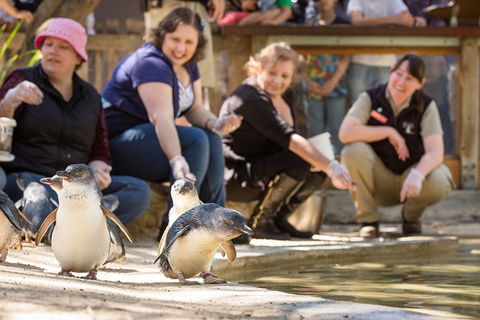Adelaide Zoo Behind The Scenes Experience: Penguins In Person - Port Augusta Accommodation 0