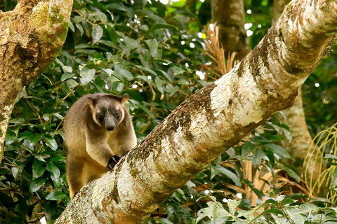 Small-Group Wildlife And Rainforest Tour From Port Douglas - Port Augusta Accommodation 1