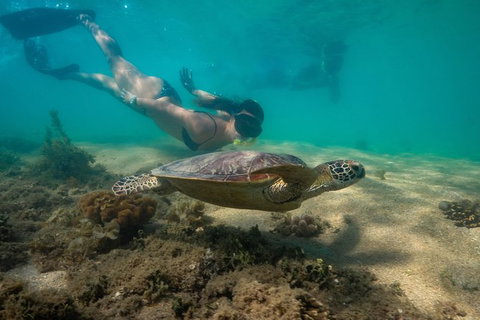 Half Day Low Isles Snorkelling Tour From Port Douglas - Port Augusta Accommodation 6