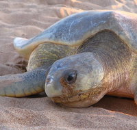 Turtle Tracks Tour to Bare Sand Island from Darwin - Port Augusta Accommodation