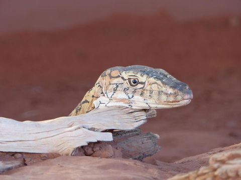Alice Springs Highlights Half-Day Tour - Port Augusta Accommodation 6
