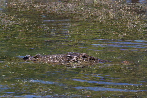 Kakadu, Nourlangie And Yellow Waters Tour From Darwin - Port Augusta Accommodation 16