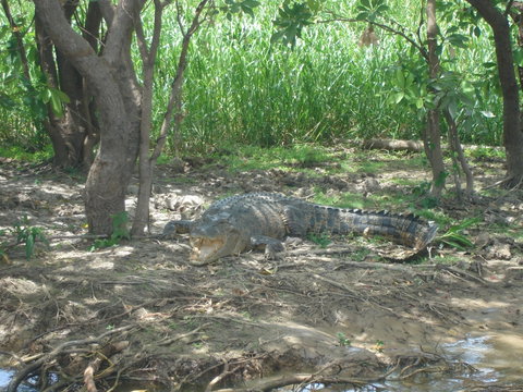 Kakadu, Nourlangie And Yellow Waters Tour From Darwin - Port Augusta Accommodation 21
