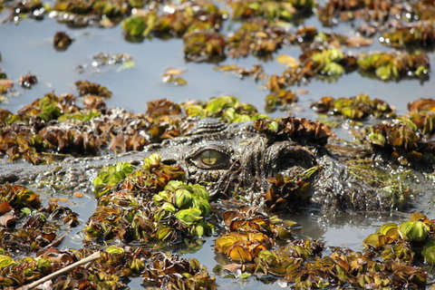 Kakadu, Nourlangie And Yellow Waters Tour From Darwin - Port Augusta Accommodation 17