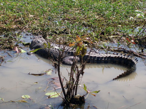 Kakadu, Nourlangie And Yellow Waters Tour From Darwin - Port Augusta Accommodation 19